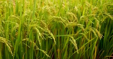 Rice Field Green ekosistem Asya pirinç tarlası Vietnam yeşil çiftliği. Organik çiftlikte tropikal gün doğumu olan altın yeşili pirinç terasları ekin..