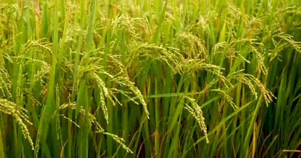 Champ de riz Écosystème d'agriculture verte Riz asiatique rizière Vietnam ferme verte. Récolte agriculture plantation culture riz vert doré terrasses dans la ferme biologique avec lever de soleil naturel tropical.