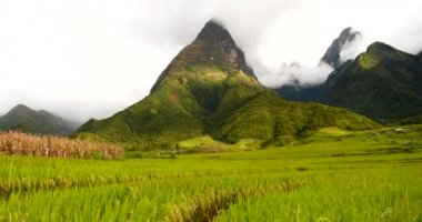 Rice Field Green ekosistem Asya pirinç tarlası Vietnam yeşil çiftliği. Organik çiftlikte tropikal gün doğumu olan altın yeşili pirinç terasları ekin..