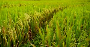Rice Field Green ekosistem Asya pirinç tarlası Vietnam yeşil çiftliği. Organik çiftlikte tropikal gün doğumu olan altın yeşili pirinç terasları ekin..