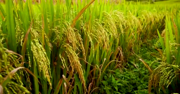 Risfält Grönt Jordbruk Ekosystem Asiatiskt Ris Paddyfält Vietnam Grön Gård — Stockvideo