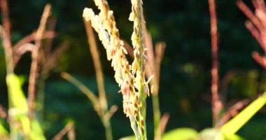 Çevresel çevre kavramı. Dünya 'da yetişen ağaçlarla sabah güneş ışığı batıyor. Dünya enerjisini toprak ve sudaki bitki ağacıyla koru..