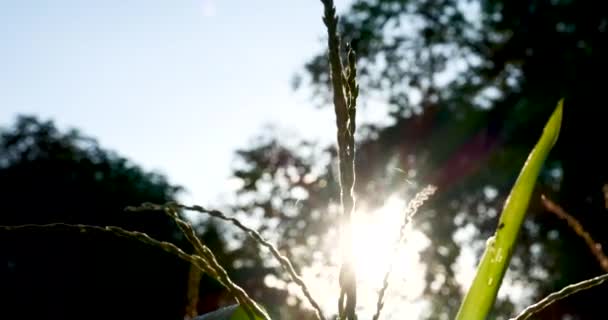 Eco Conceito Ambiente Terra Verde Mão Com Árvore Crescente Dia — Vídeo de Stock