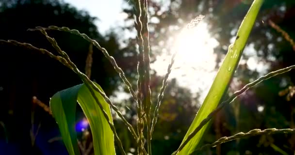 Eco Conceito Ambiente Terra Verde Mão Com Árvore Crescente Dia — Vídeo de Stock