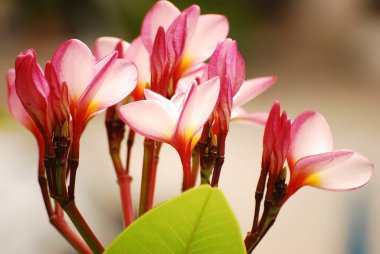 Renkli Çiçeklerin Çekimi