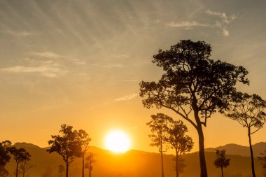 Siluet ağaç doğa manzarası gün doğumunda