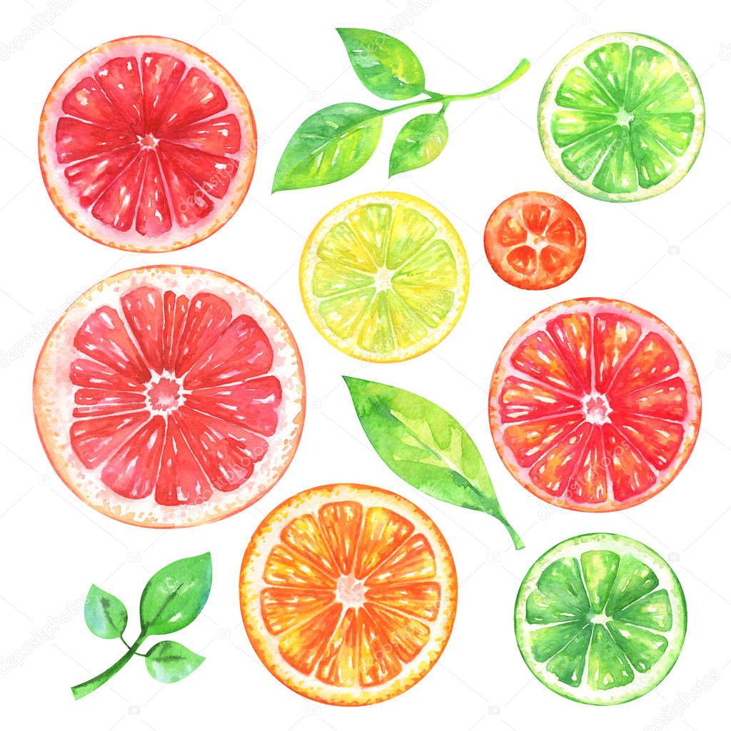  Hand painted citrus fruits set. Watercolor grapefruit, orange, lemon, kumquat, lime and green leafs on white background