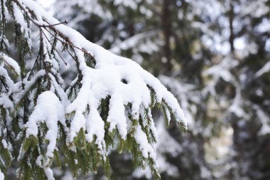 Köknar ağacı kar ile yakın çekimi