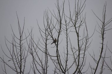 Bir dal yağmurlu bir havada kuş
