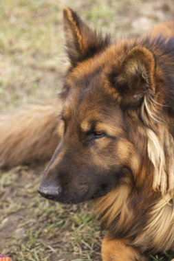 Otların arasında oturan Alman çoban
