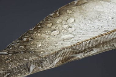 Su damlacıkları yüksek çözünürlüklü makro fotoğrafçılık tüyü