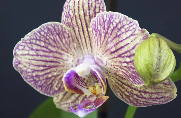 Orkide Ile Yüksek Çözünürlüklü Makro Fotoğraf Üzerine Sıçramalarına — Stok fotoğraf