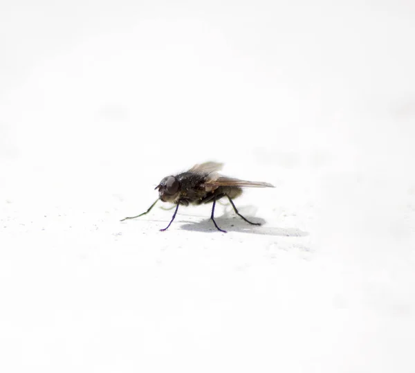 Fly Macro Φωτογραφία Υψηλής Ανάλυσης — Φωτογραφία Αρχείου