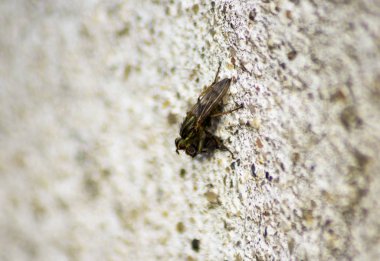 Beton yüzeyde keneler