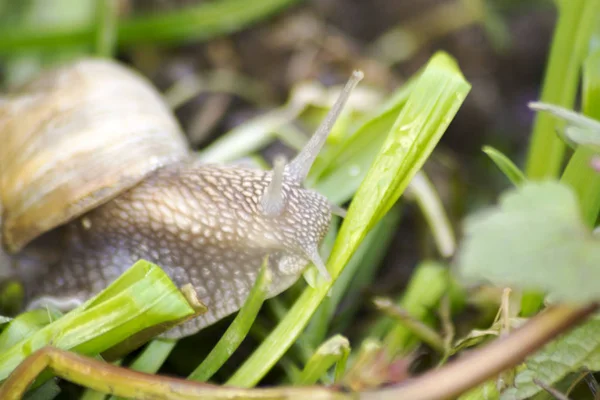 Snail Grass One Spring Day — Stock Photo, Image