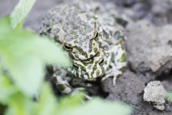 Groene Kikkers Paring Het Gras — Stockfoto