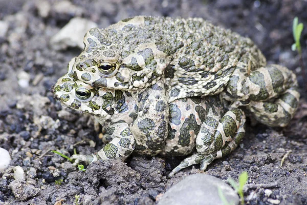 Groene Kikkers Paring Het Gras — Stockfoto