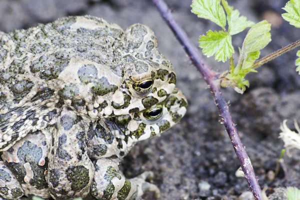 Groene Kikkers Paring Het Gras — Stockfoto