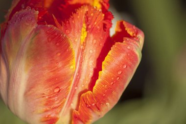 Damla su makro çekim ile kırmızı lale