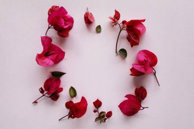 Bahar çiçekleri. Pembe arka planda Fuchsia çiçekleri. Düz yatış, üst görünüm.