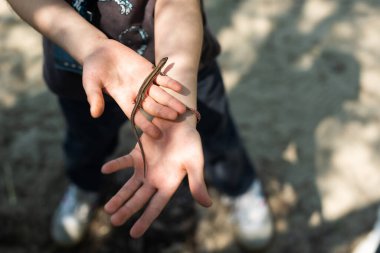 Çocuk elinde bir kertenkele tutuyor. Yakın plan. Doğayı çevreleyen. Çevre koruma kavramı