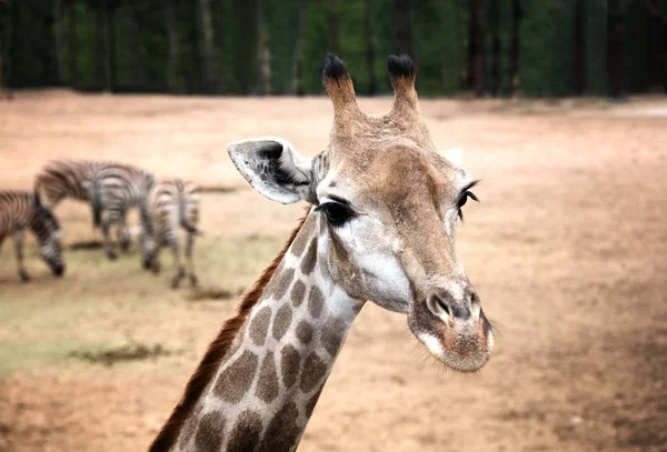 Gros Plan Portrait Girafe Mignonne Avec Des Zèbres Backround — Photo