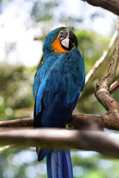 Ara Papagáj Kék Narancs Bali Madár Park Ara Papagáj Kék — Stock Fotó