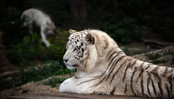 Deitado Relaxado Tigre Branco Agains Fundo Com Outro Tigre Borrado — Fotografia de Stock