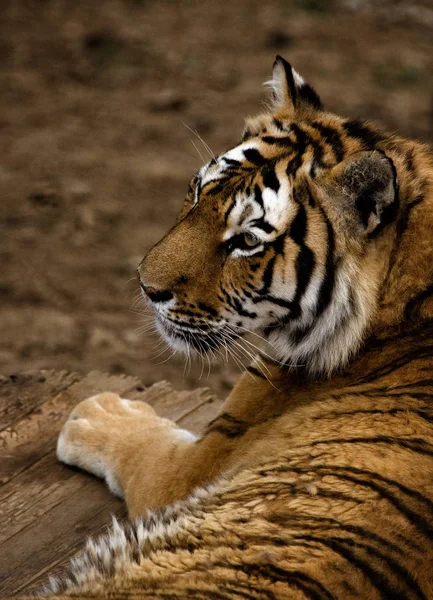 Relaxed majestic Tiger laying on the wooden boards in the daytime in Dalian Forest Zoo