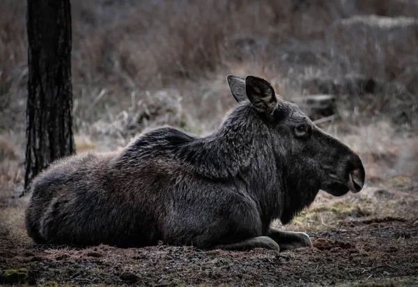 Nyugodt Elk Bialowieza Erdőben Fekvő — Stock Fotó