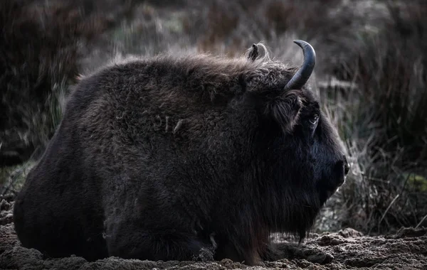 Nyugodt Bison Megállapításáról Fűben Bialowieza Erdő — Stock Fotó