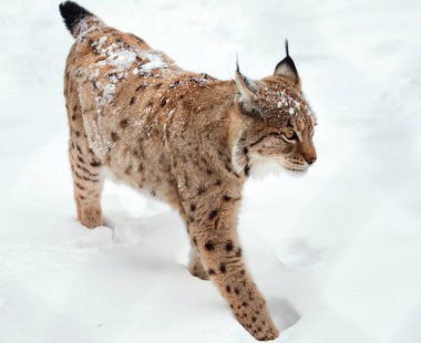 Lynx kışın kar beyaz arka plan üzerinde avcılık yürüyüş