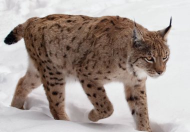 Kar kış beyaz arka planda yürüyen Lynx