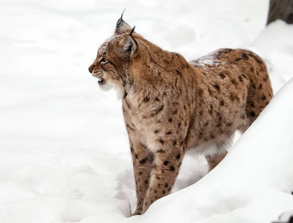 Morgó Lynx Vigyorral Télen Fehér Alapon — Stock Fotó