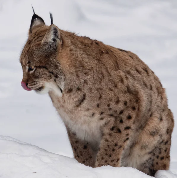 Lynx Lambe Sentado Neve Fundo Branco Zoológico — Fotografia de Stock