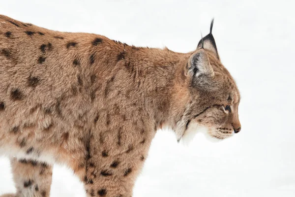Jacht Lynx Lopen Sneeuw Witte Achtergrond — Stockfoto