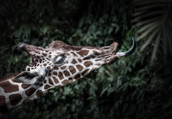 Girafe Incroyable Manger Avec Langue — Photo