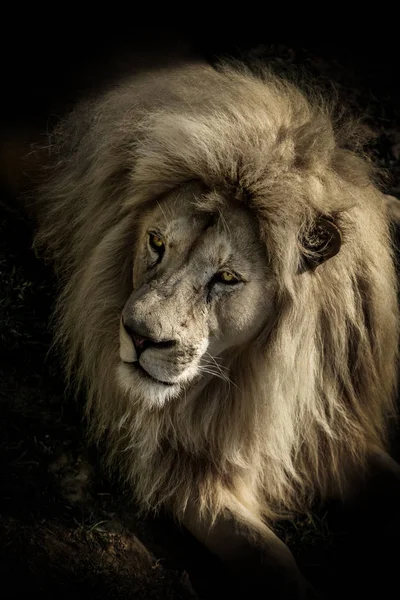 Close up portrait of King Lion