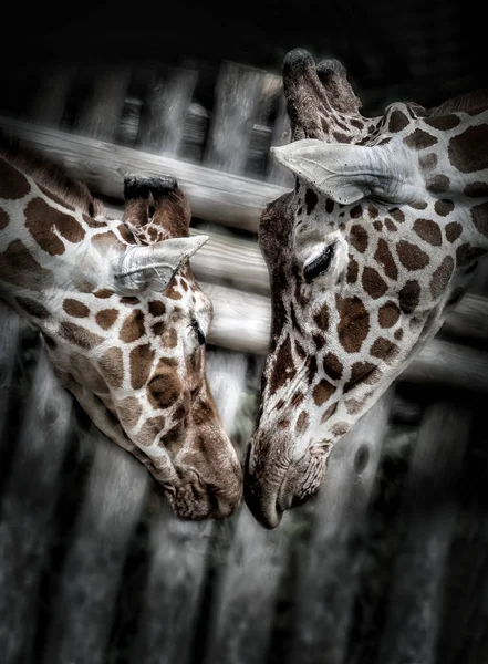 Tendre Baiser Girafes Aimantes — Photo