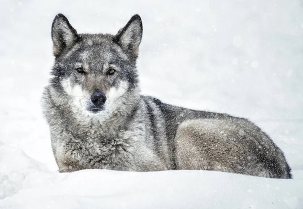 Wolf lying on the snow in the forest, it\'s snowing