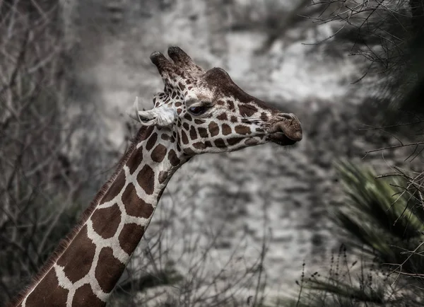 Girafa Engraçado Mastigar Fundo Pedra Dia Ensolarado — Fotografia de Stock