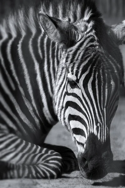 Plaines Africaines Couché Zèbre Avec Accent Sur Visage Corps Flou — Photo