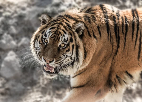 Tiger Zeigt Tagsüber Seine Reißzähne Auf Dem Steinernen Hintergrund — Stockfoto