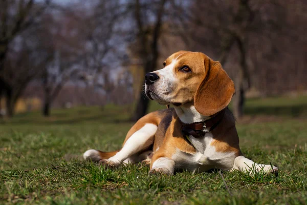 Dog breed beagle — Stock Photo, Image