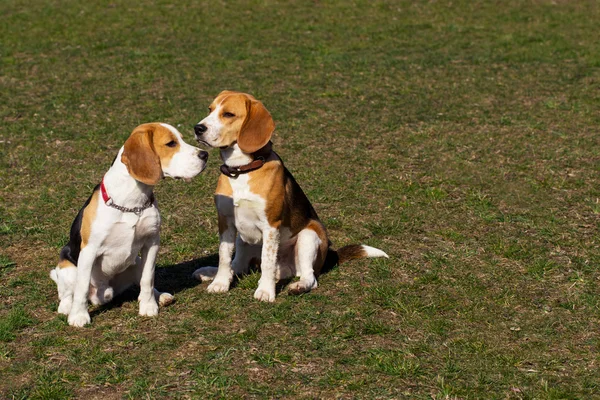 Perros raza beagle — Foto de Stock