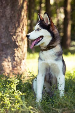 Köpek cinsi Sibirya kurdu.