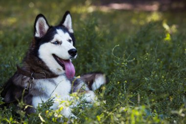 Köpek cinsi Sibirya kurdu.