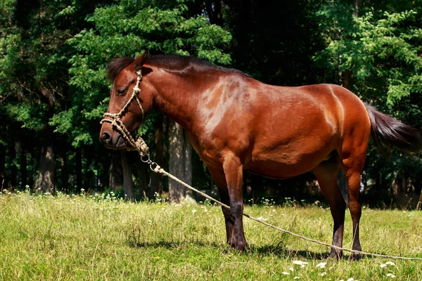 El caballo marrón — Foto de Stock