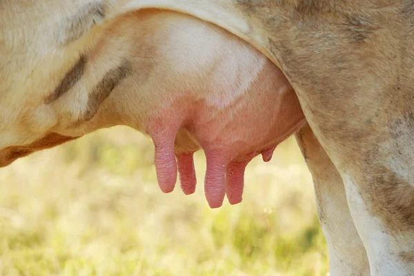 La ubre de la vaca —  Fotos de Stock