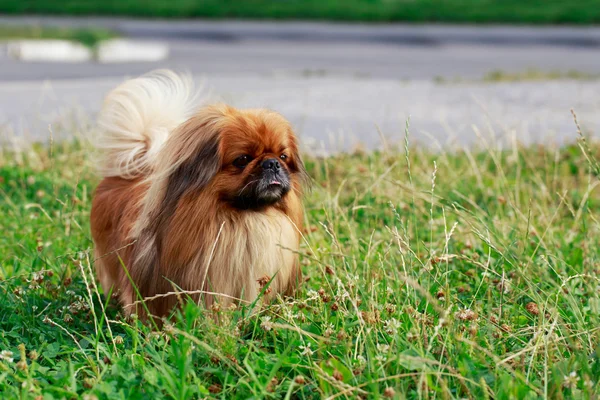 Psí plemeno pekinéz — Stock fotografie